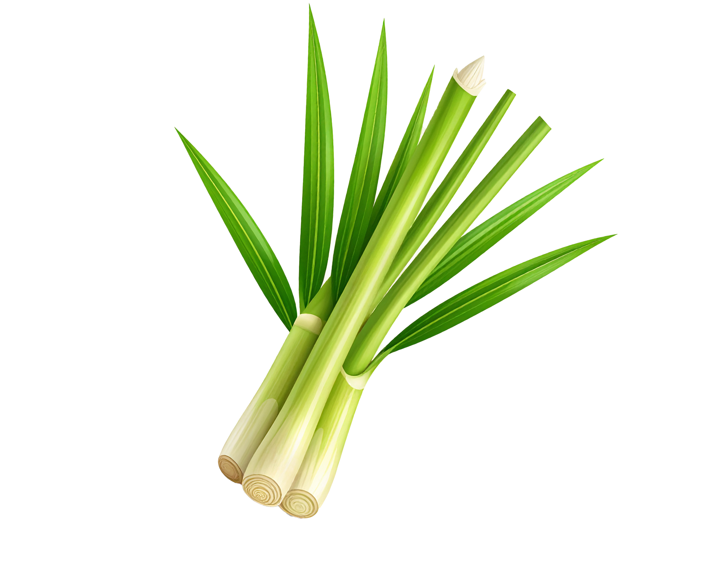 LEMONGRASS PIC-4nb